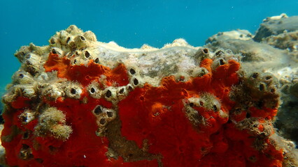 Red encrusting sponge or orange-red encrusting sponge (Crambe crambe) undersea, Aegean Sea, Greece, Halkidiki, Kakoudia beach