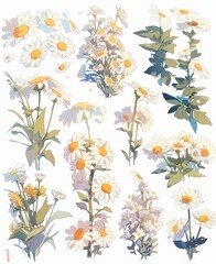 Botanical illustration of various daisy flowers with lush green leaves.