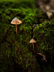 Mushrooms in a chestnut forest.