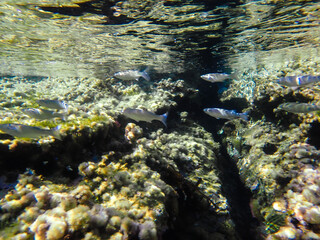 Dark blue ocean surface seen from underwater. Abstract waves underwater and rays of sunlight...