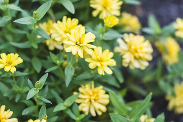 黄色いジニアの花