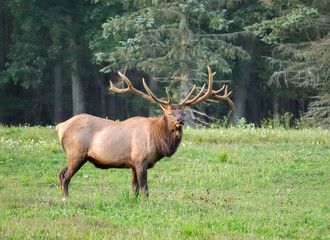 Sacrificial Lamb Elk Bull Once Known as Handlebars Gentle Non Typical Antlers