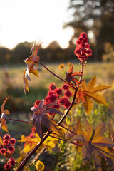 Castor oil plant or Ricinus in the autumn garden. Close up