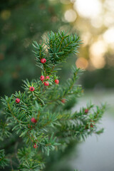 Evergreen English yew or taxus baccata tree with red berries close up