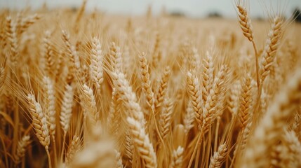 Fototapeta premium Countryside landscape with wheat fields - Highlighting vast, golden wheat fields in the countryside, symbolizing abundance and the harvest season, 