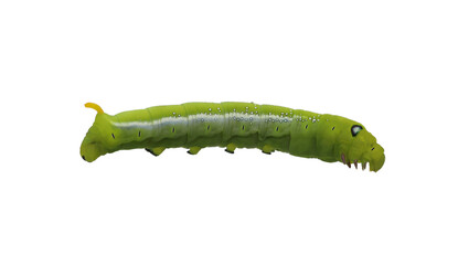 Green caterpilla isolated on transparent background