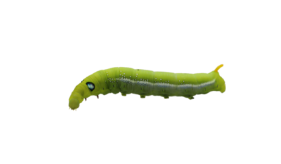 Green caterpilla isolated on transparent background