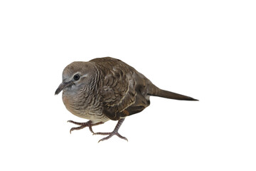 Brown dove isolated on transparent background