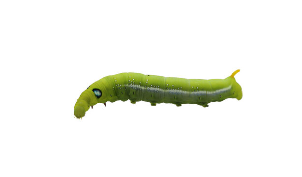 Green caterpilla isolated on transparent background