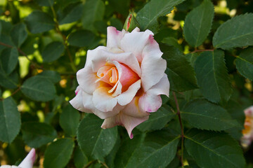 yellow rose on a bush in close-up. A blooming rose bush in the garden