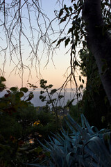 Close-up silhouette of a tree and plants against a bright sunset.