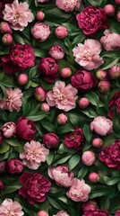 Naklejka premium Peonies burst into full bloom with exquisite shades of pink, creating a stunning display that captures the essence of spring's vibrant floral beauty