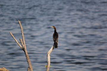 cormorants birds  walking and standing on tree branch of lake