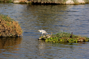Grey heron flying over the water near reeds