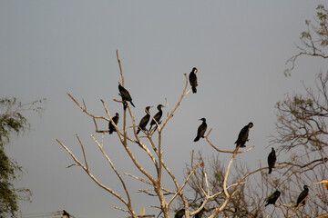 cormorant little birds standing on tree branches at lake