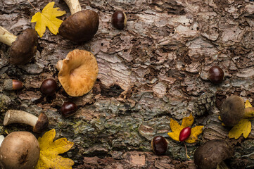 Various mushrooms, autumn leaves, and chestnuts on tree bark - Customizable Space for Your Inscriptions