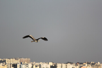 grey heron flying in city