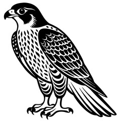 eagle on white background