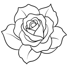 rose isolated on white background