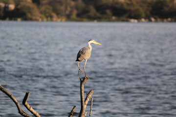 grey heron or Ardea cinerea portrait perched on tree