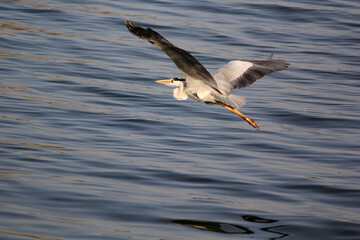 Grey heron flying over the water near reeds