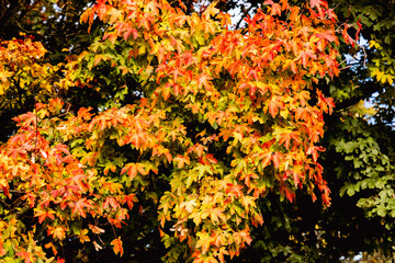 Beautiful autumn landscape with yellow leaves of trees and blue sky on a sunny day