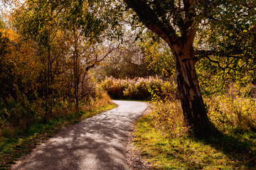 Fototapeta premium Beautiful autumn landscape with yellow leaves of trees and a path in the park