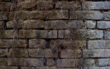 Rustic Moss-Covered Brick Wall with Natural Decay