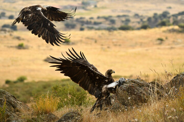 aguila imperial se alimenta en la sierra abulense