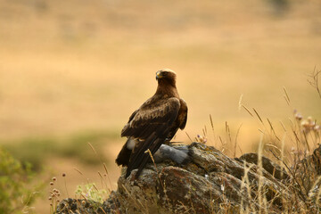 aguila calzada con presa en el campo