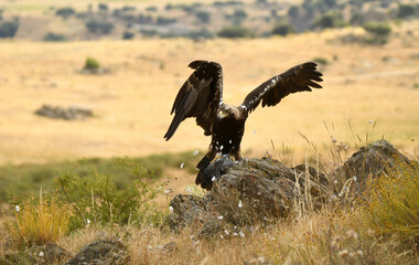 aguila imperial se alimenta en la sierra abulense