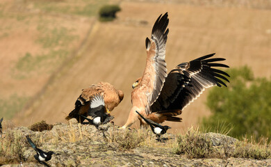 aguila imperial se alimenta en la sierra abulense