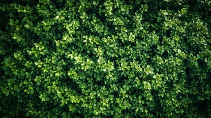 Fototapeta premium Lush Greenery Background