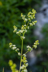 Beautiful blooming white bedstraw in June, galium album
