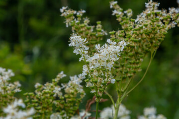 Filipendula vulgaris blooming in early summer in a pasture. Commonly known as dropwort or fern-leaf dropwort, is a perennial herbaceous plant in the family Rosaceae