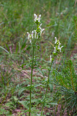 Flower stalk of the woundwort Stachys sp. in May