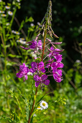 Wonderful flowering fireweed Chamaenerion angustifolium highlighted by the evening sun. A bunch of marvelous blossoming rosebay willowherbs