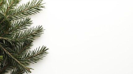 Obraz premium Green Pine Tree Branches Isolated on White Background for Christmas and Winter Holiday Design Projects
