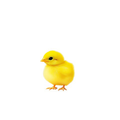 Obraz premium Fluffy yellow chick on a transparent background.
