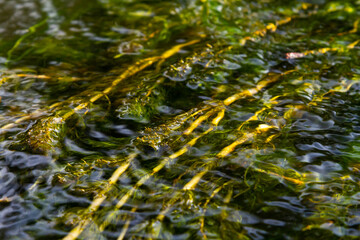Ceratophyllum demersum aquatic plant in a stream
