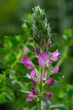 In the wild, Ononis arvensis blooms in the meadow