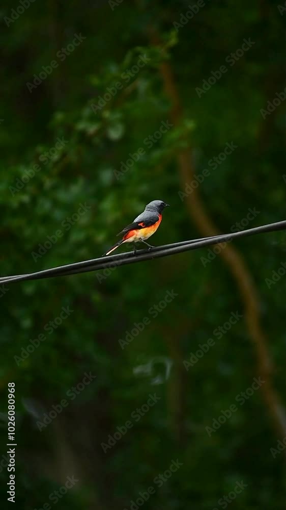 Wall mural Minivet 