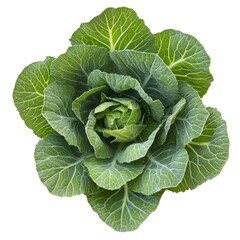 Fresh Green Cabbage Isolated on White Background