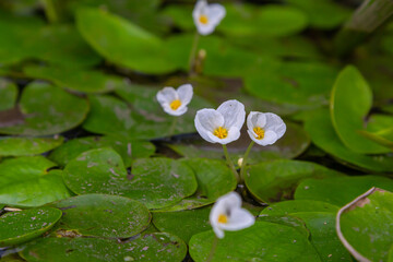 Hydrocharis morsus-ranae, frogbit, is a flowering plant belonging to the genus Hydrocharis in the...