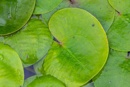 Hydrocharis morsus-ranae, frogbit, is a flowering plant belonging to the genus Hydrocharis in the family Hydrocharitaceae. It is a small floating plant resembling a small water lily