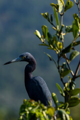 Garça-Azul em Peruíbe, São Paulo, Brasil