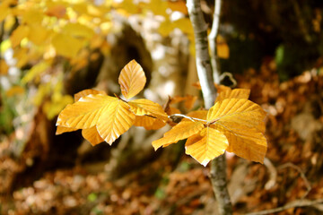 Yellow forest leaves closeup macro