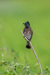 Bulbul 
