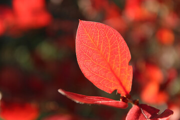 Red leaf macro closeup