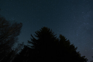 Fototapeta premium Night forest and clear starry sky, nature of Estonia.